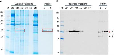 Plant-Made Nervous Necrosis Virus-Like Particles Protect Fish Against Disease